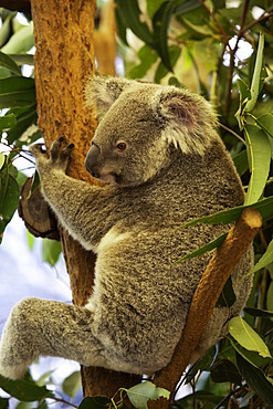 Northern koala resting on a tree in Australia at Lone Pine Koala Sanctuary during a sunny day in Fig Tree Pocket