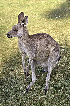 Eastern Gray Kangaroo (Macropus Giganteus), Lone Pine Koala Sanctuary, Fig Tree Pocket, Queensland, Australia