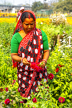 A woman wearing a colorful sari works in the Khirai Valley of Flowers in West Bengal, India, picking bright red flowers