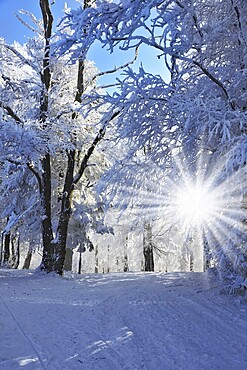Christmas sunny morning. Rolled ski road in pine forest