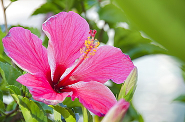 Close-up of pink hibiscus