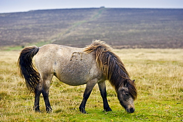 Pony grazing on the moor, Dartmoor, Devon,  United Kingdom