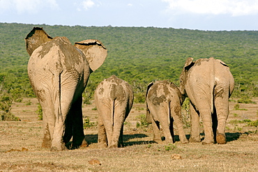 Elephants (Loxodonta africana) in the Addo Elephant Park in South Africa.