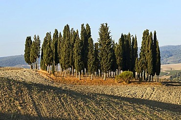 Cypress grove on ploughed field, Val d&Atilde;&shy;Orcia Valley, UNESCO World Heritage Site, Tuscany, Italy, Europe