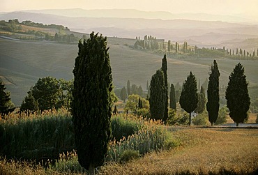 Landscape with cypress trees at dusk, Val d' Orcia near Monticchiello, Province of Siena, Toscany, Italy, Europe