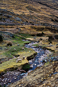 Llamas grazing along a hiking trail in a remote valley, heading towards Machu Picchu in Peru