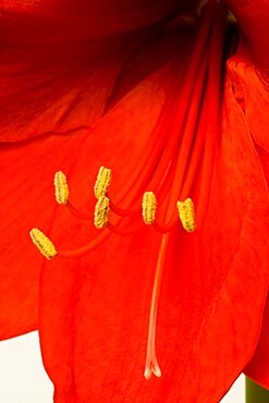 Plants, Flora, Flowers, Amaryllis, Hippeastrum, Close-up detail of a red flower with yellow stamen.